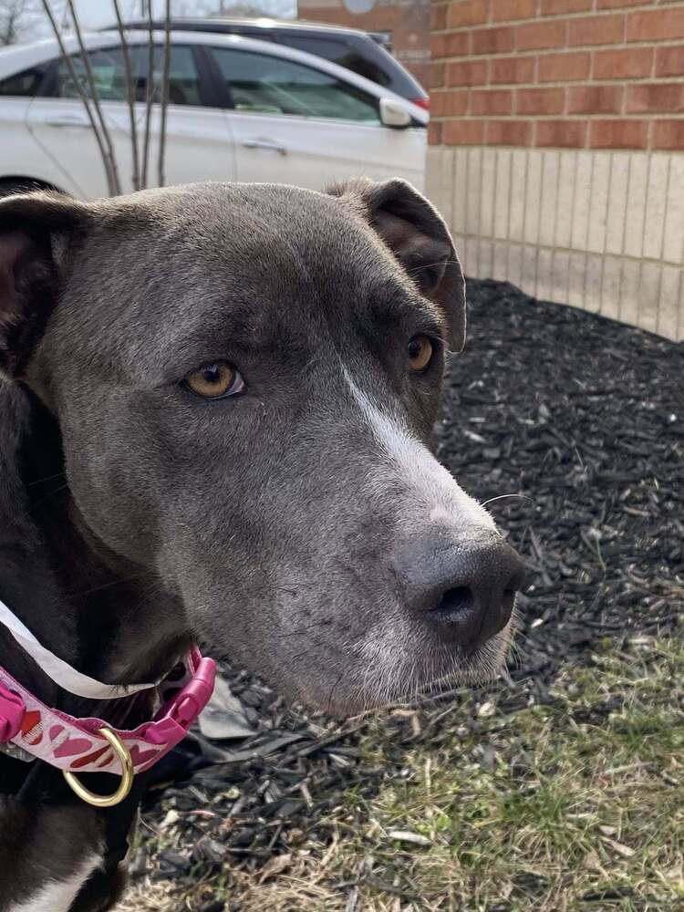 Gracie Jane - NEEDS FOSTER, Adoptable, Adult Female Pit Bull Terrier.