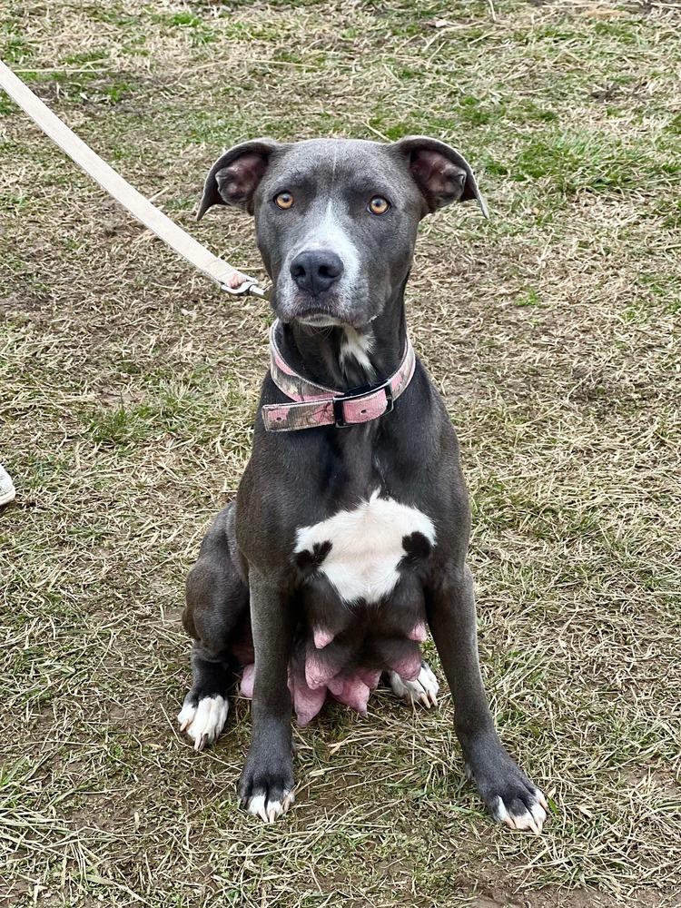 Enlarge Gracie Jane - NEEDS FOSTER, a Adoptable mixed breed in Columbus, OH image 1/4