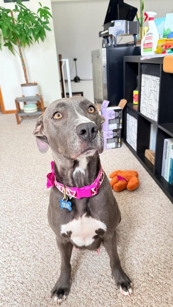 Gracie Jane - NEEDS FOSTER, a Adoptable mixed breed in Columbus, OH image 2/6