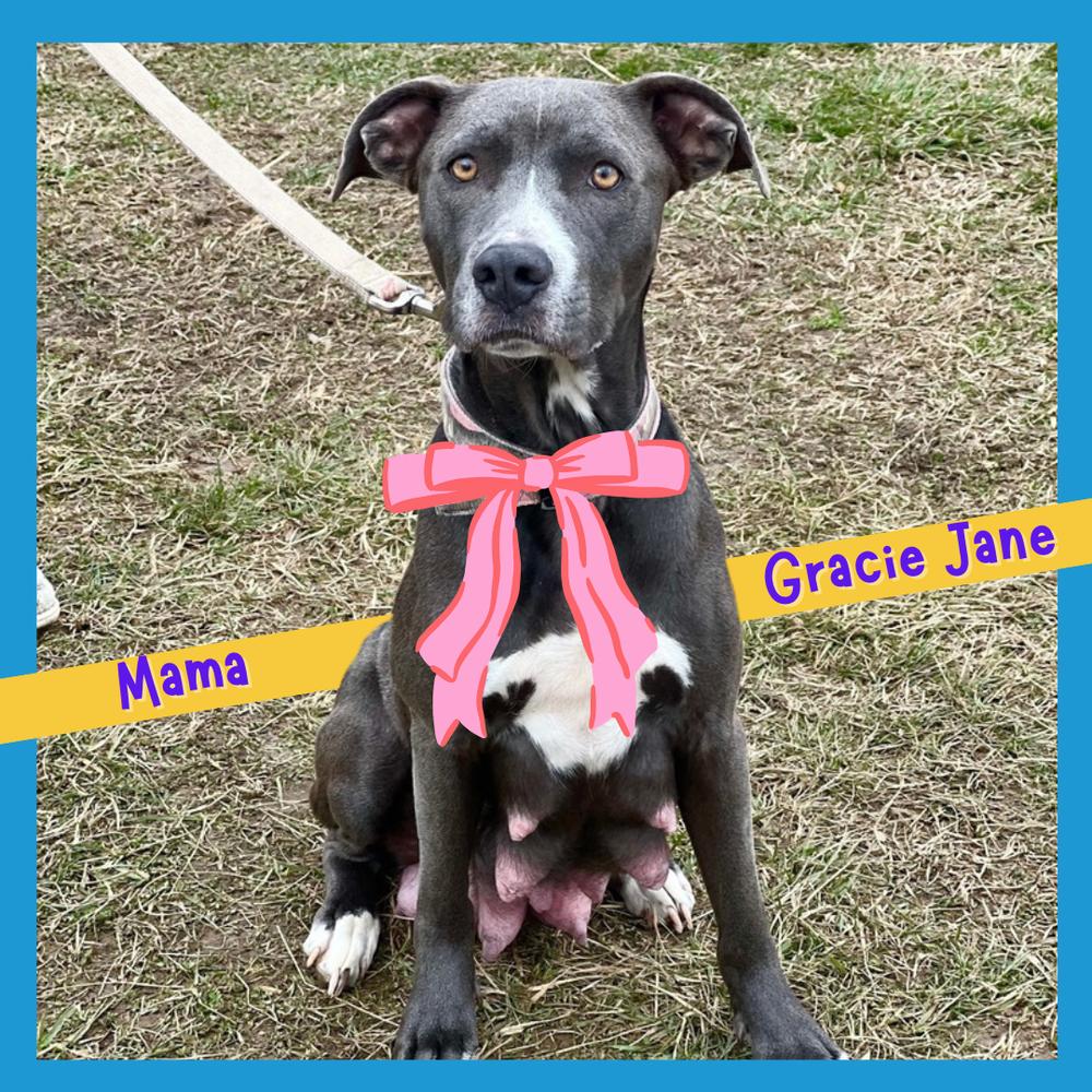 Gracie Jane thumbnail 2