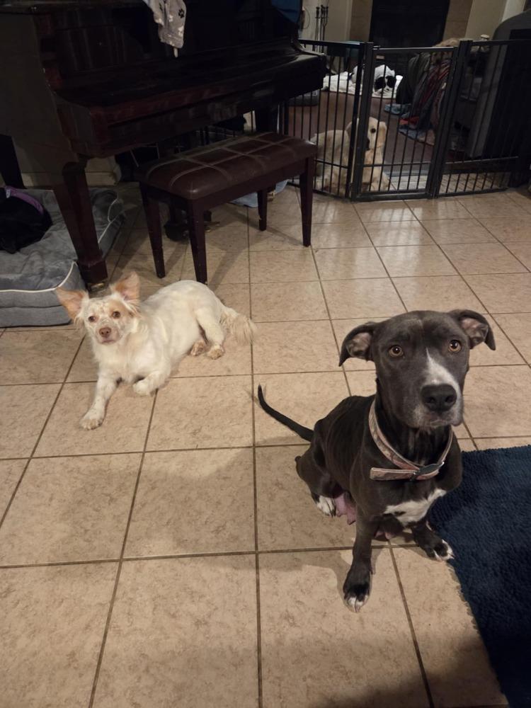 Gracie Jane thumbnail 3