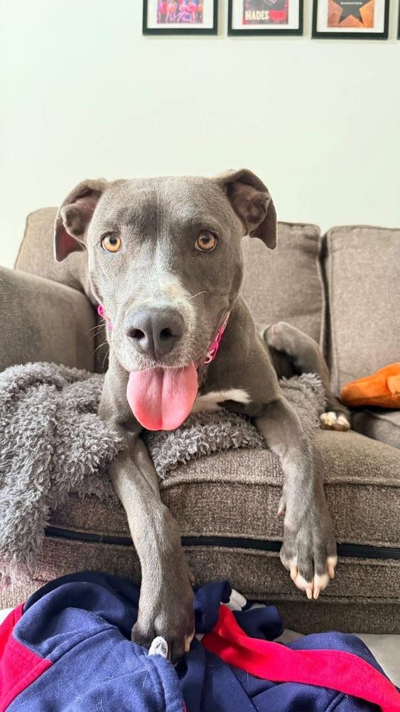 Gracie Jane - NEEDS FOSTER, a Adoptable mixed breed in Columbus, OH image 4/6