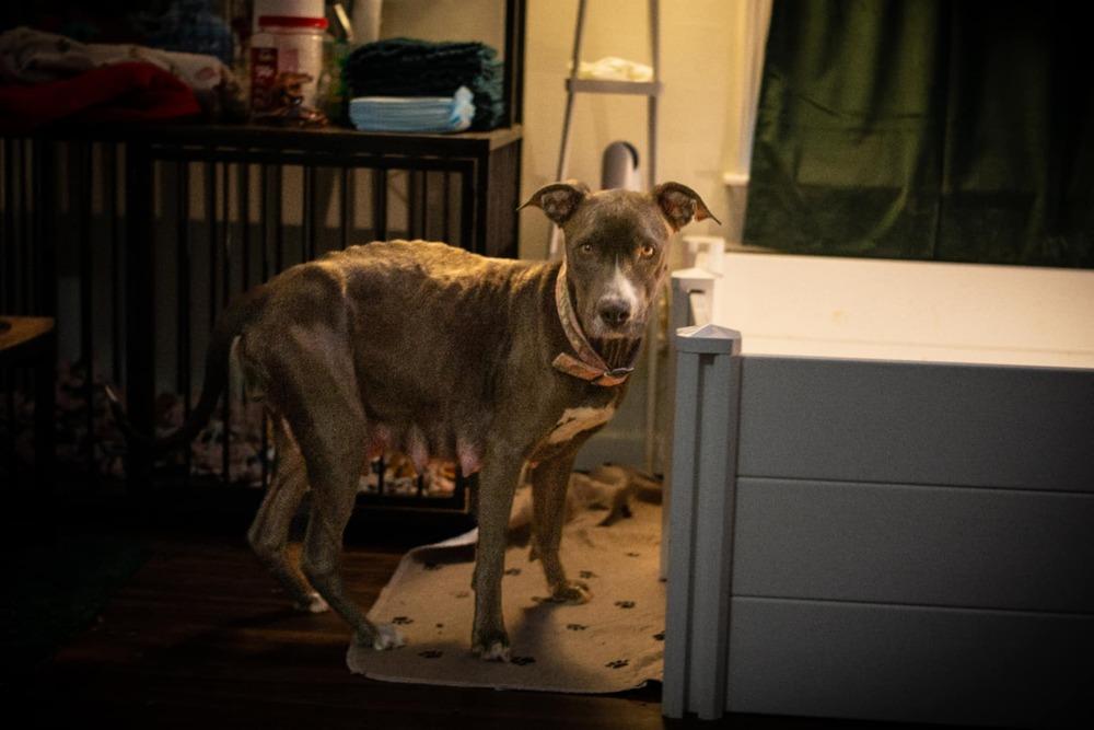 Enlarge Gracie Jane - NEEDS FOSTER, a Adoptable mixed breed in Columbus, OH image 4/4