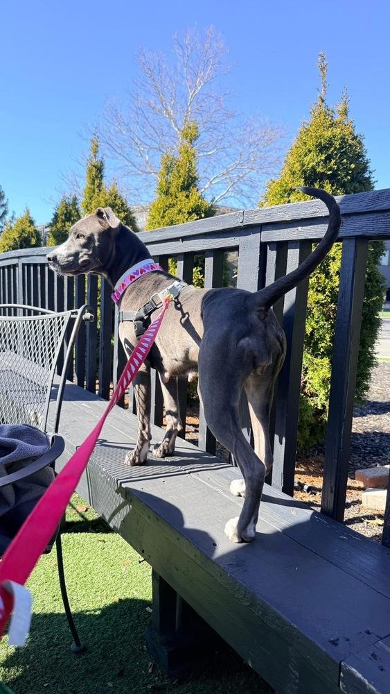 Gracie Jane - NEEDS FOSTER, a Adoptable mixed breed in Columbus, OH image 5/6