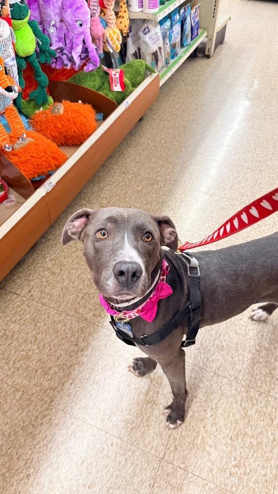 Gracie Jane - NEEDS FOSTER, a Adoptable mixed breed in Columbus, OH image 6/6