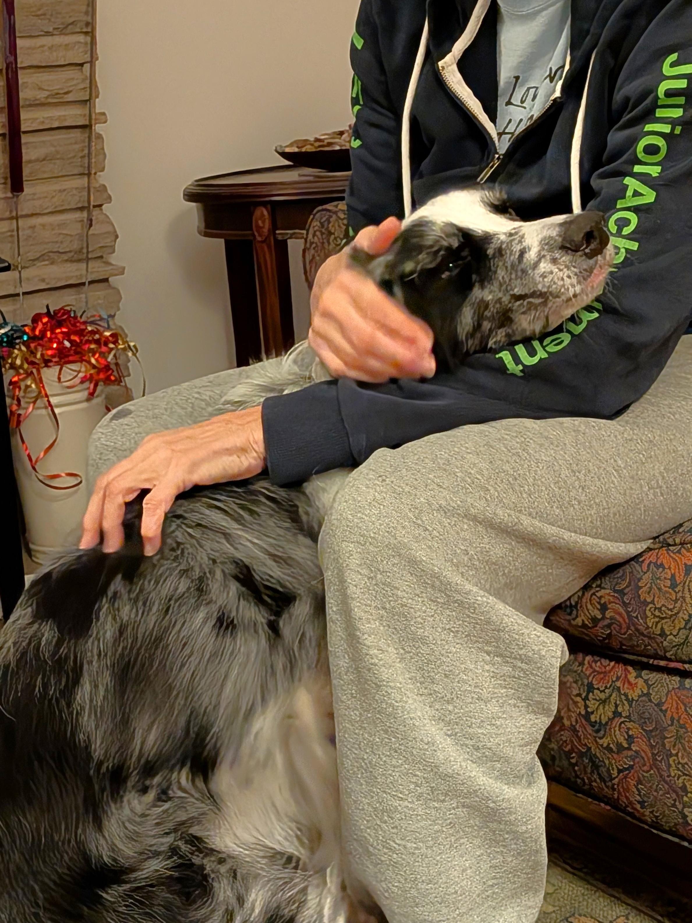 Enlarge JJ (foster or foster-to-adopt), a Adoptable Border Collie in Minneapolis, MN image 6/6