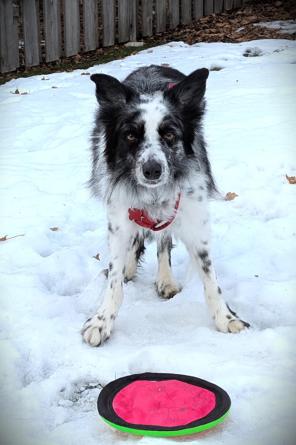 Enlarge JJ (foster or foster-to-adopt), a Adoptable Border Collie in Minneapolis, MN image 1/6