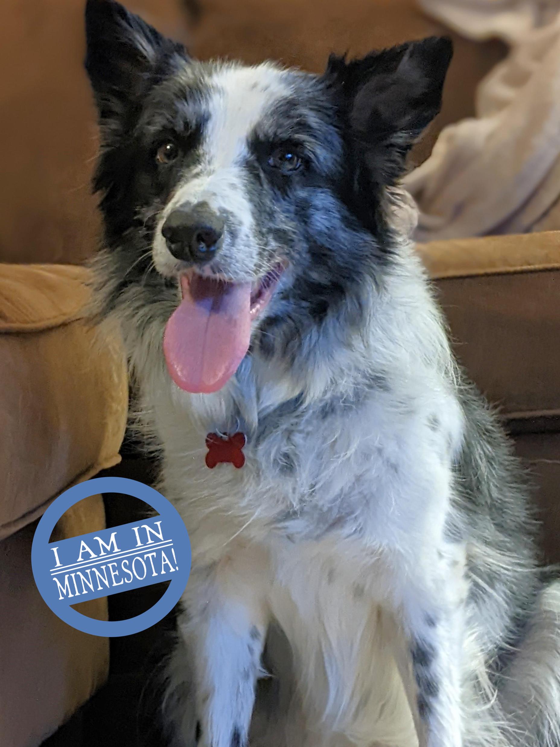 Enlarge JJ (foster or foster-to-adopt), a Adoptable Border Collie in Minneapolis, MN image 2/6