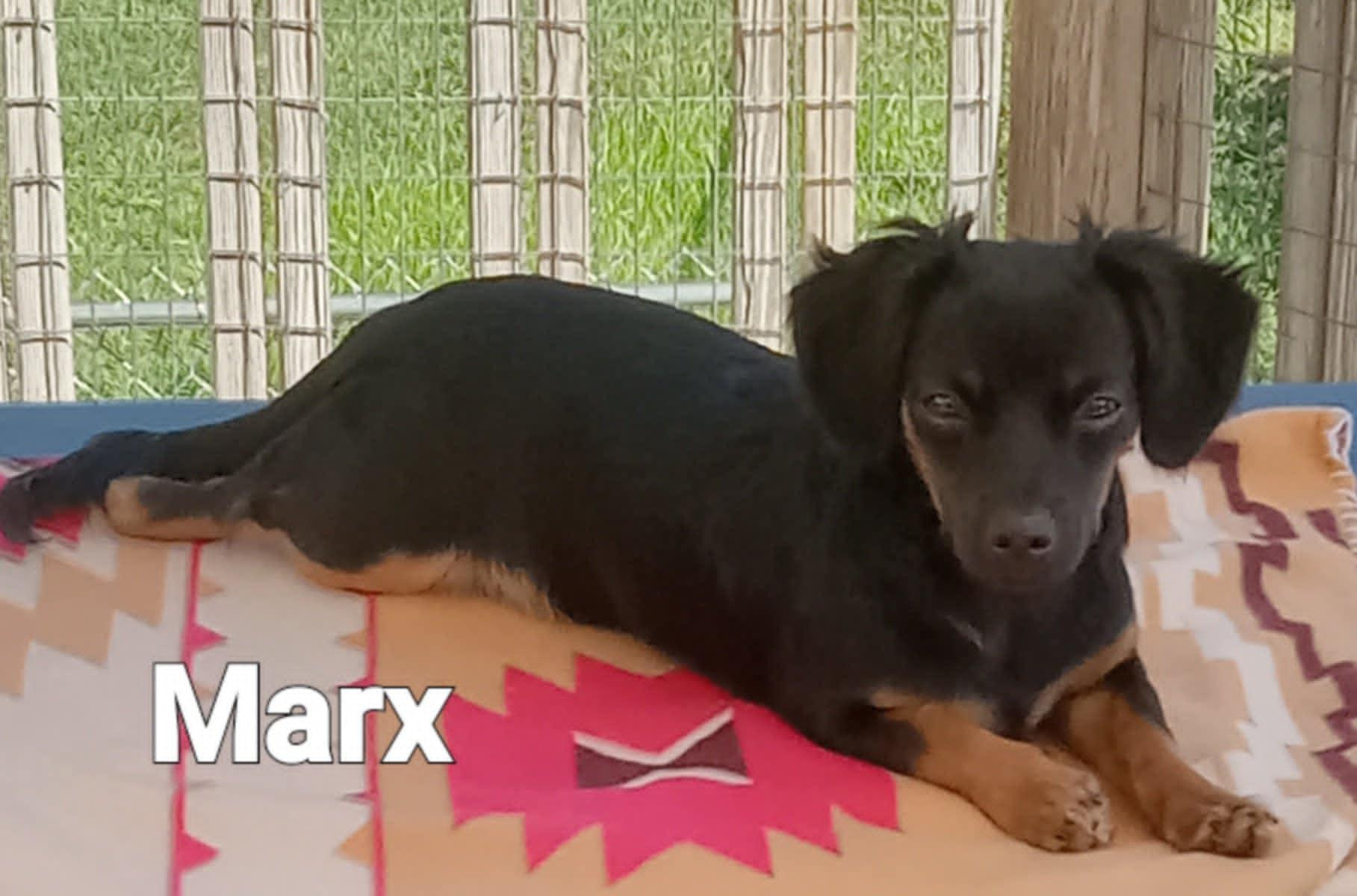 Marx, an adopted mixed breed in Fulton, NY image 1/3