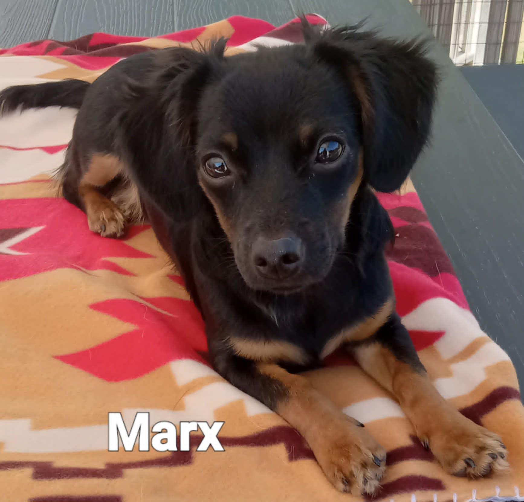 Marx, an adopted mixed breed in Fulton, NY image 2/3