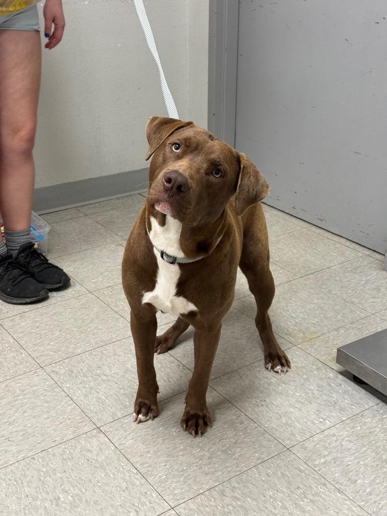 Enlarge Hutch, a Adopted mixed breed in Sorrento, LA image 1/1