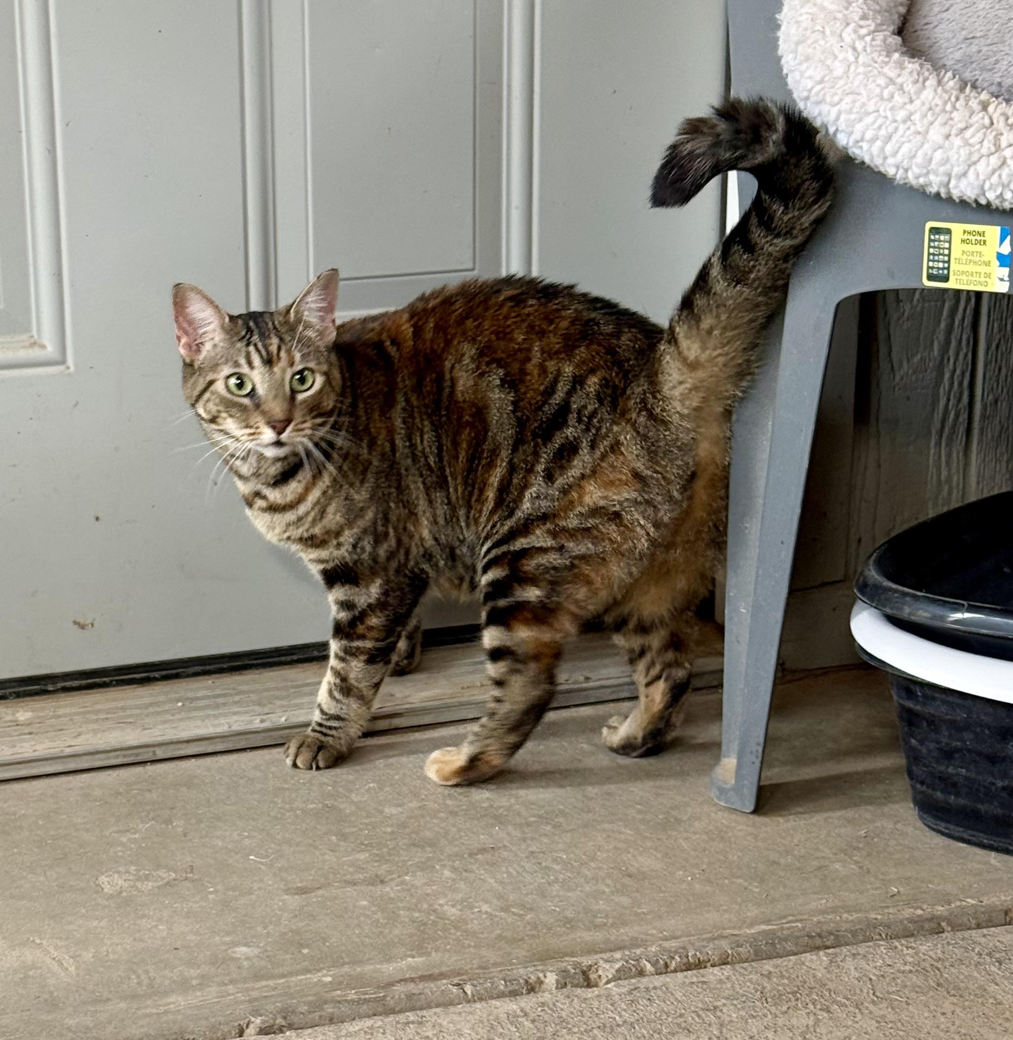 Enlarge Toffee, a Adoptable mixed breed in Marana, AZ image 1/1