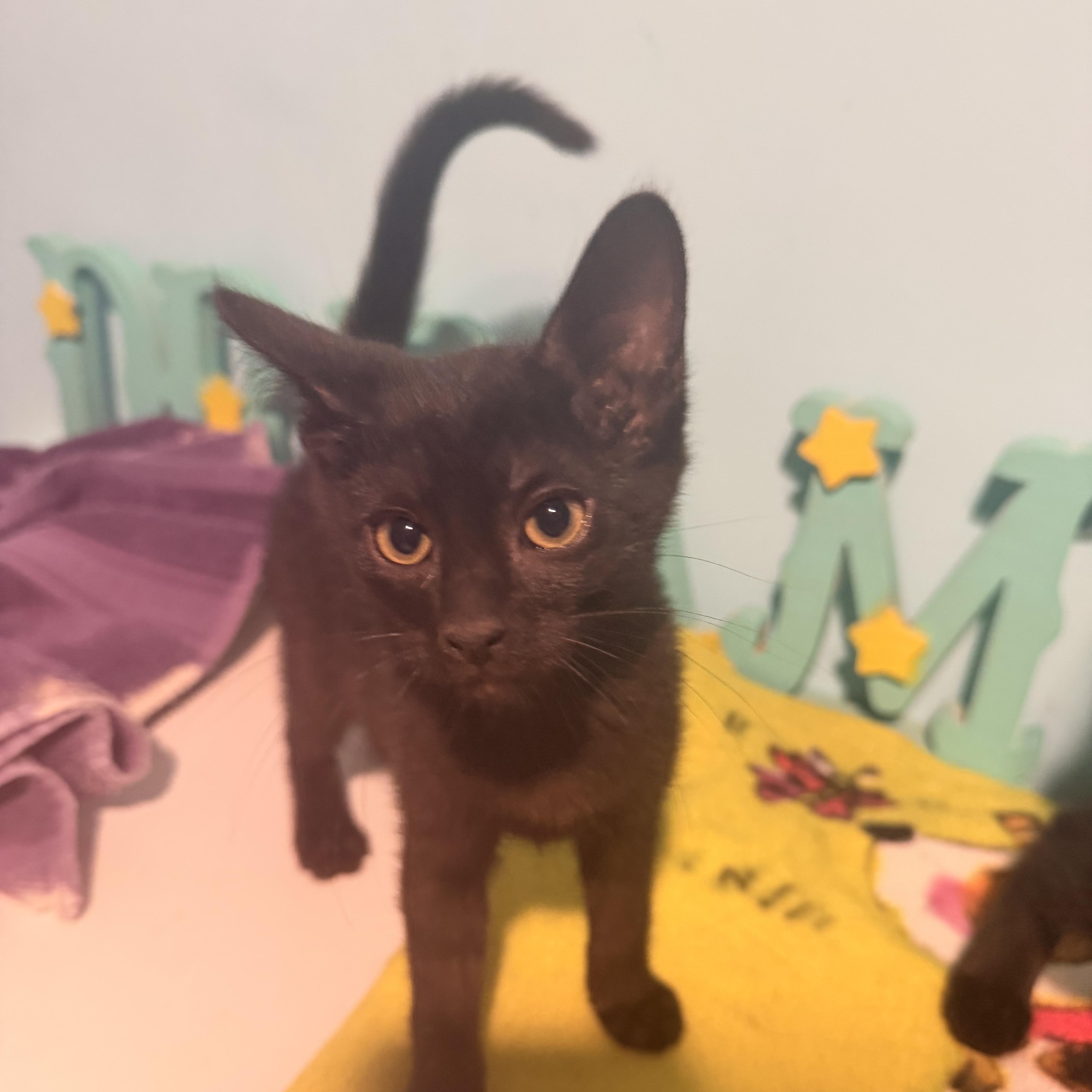 Enlarge Bat Girl, a ADOPTABLE Domestic Short Hair in Joliet, IL image 1/1