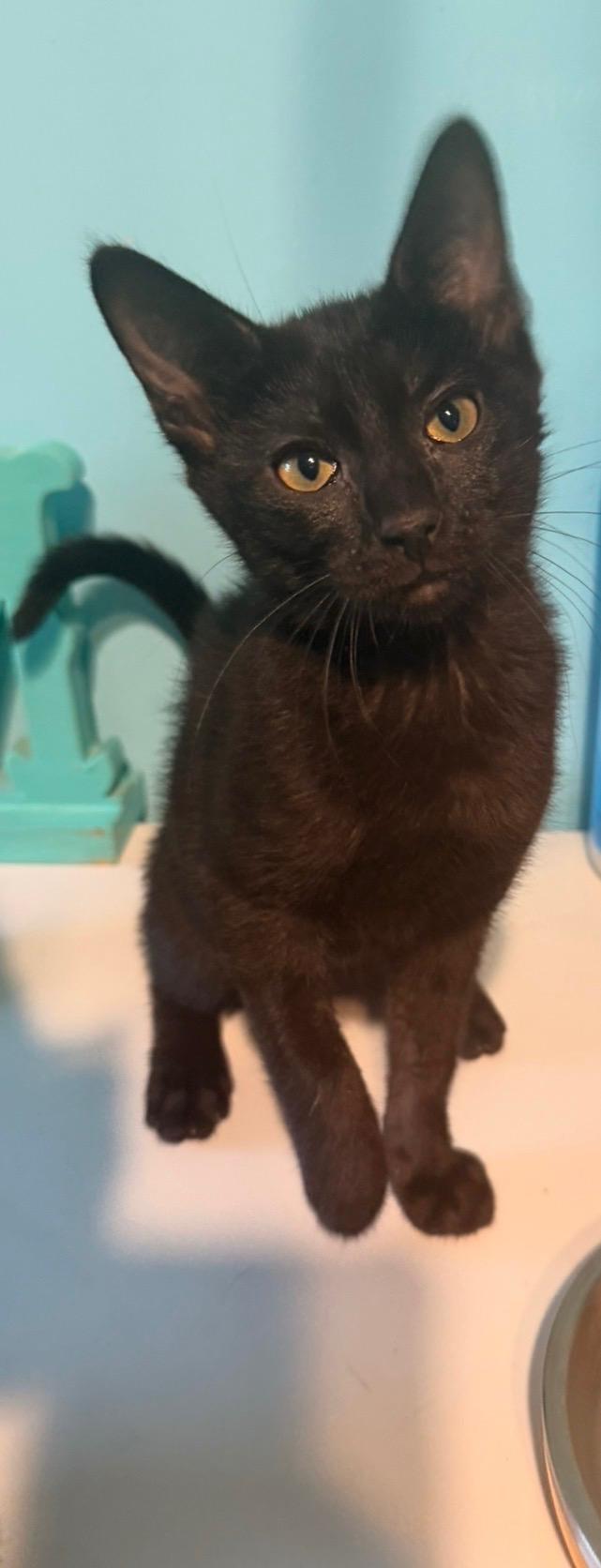 Bat Girl, ADOPTABLE, Kitten Female Domestic Short Hair.