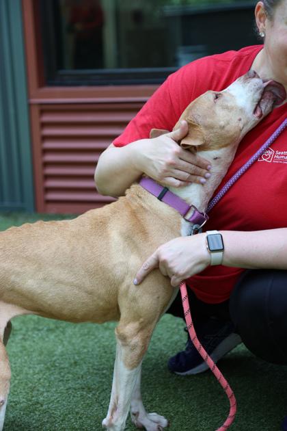 Karma, a Adoptable mixed breed in Bellevue, WA image 1/3