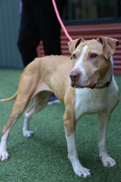 Karma, a Adoptable mixed breed in Bellevue, WA image 2/3