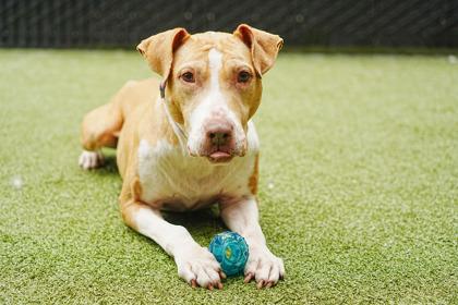 Karma, a Adoptable mixed breed in Bellevue, WA image 3/3
