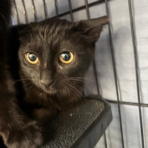 Blossom, Adoptable, Young Female Domestic Short Hair.