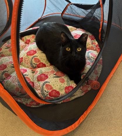 Enlarge Blossom, a Adoptable Domestic Short Hair in Grass Valley, CA image 3/3