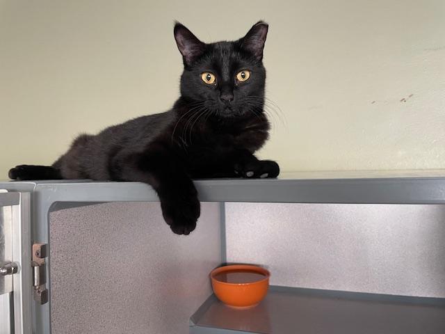 Enlarge Blossom, a Adoptable Domestic Short Hair in Grass Valley, CA image 1/3