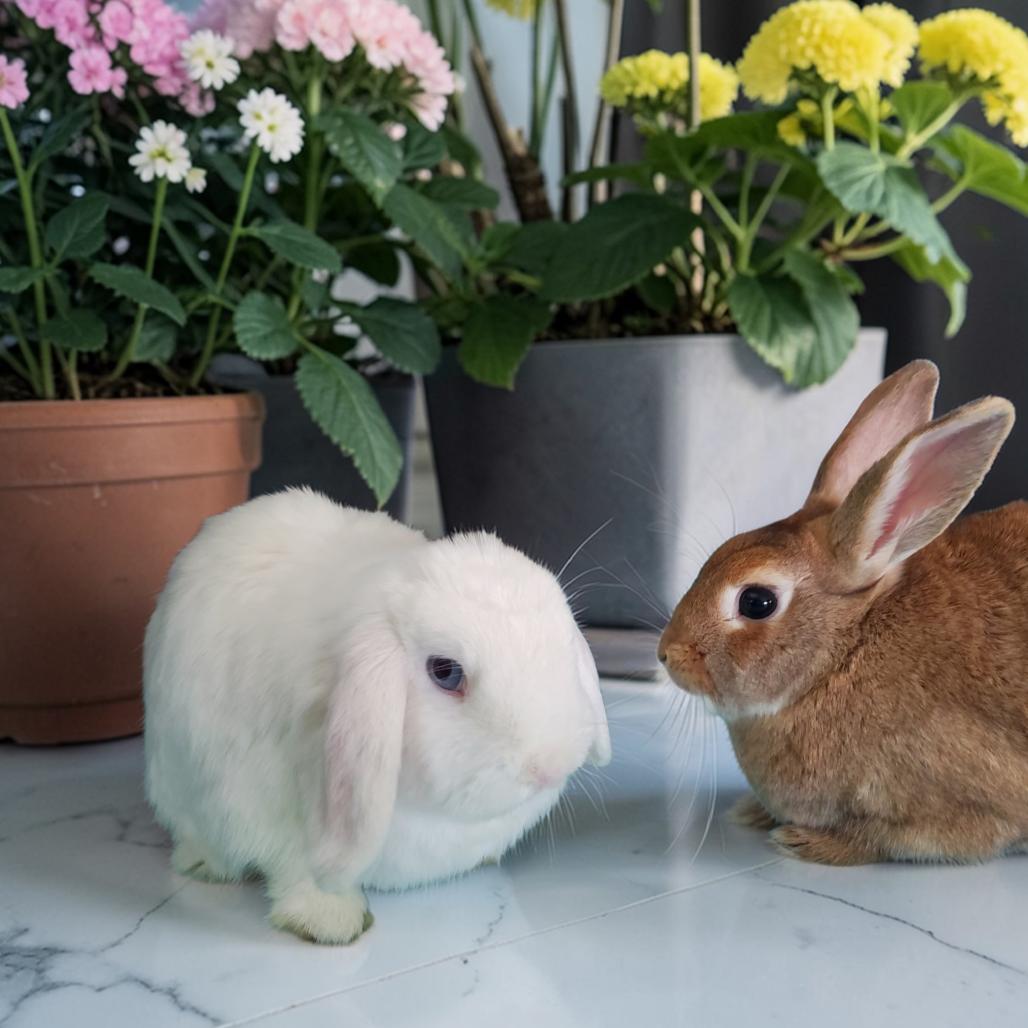 Sapphire (bonded to Sesame), Adoptable, Adult Female Holland Lop.