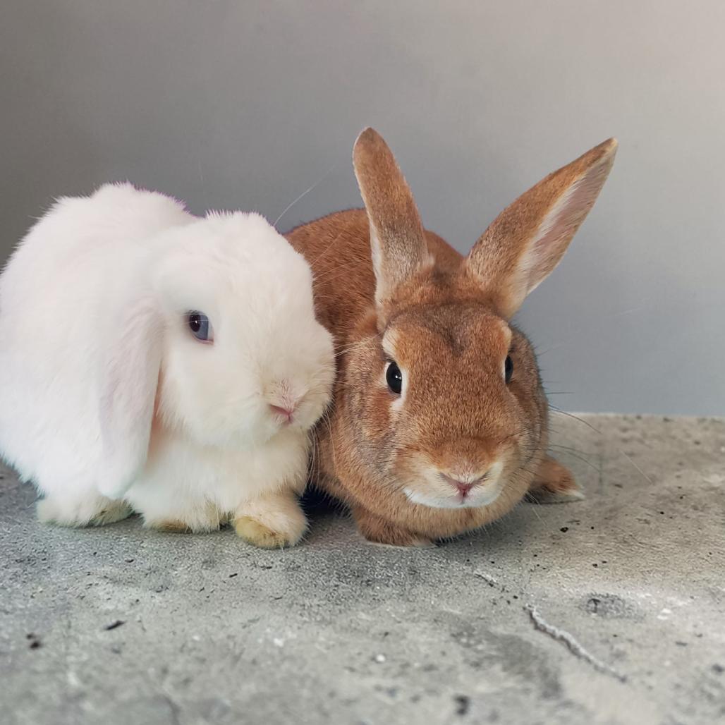 Sapphire (bonded to Sesame), a Adoptable Holland Lop in Murrieta, CA image 2/6