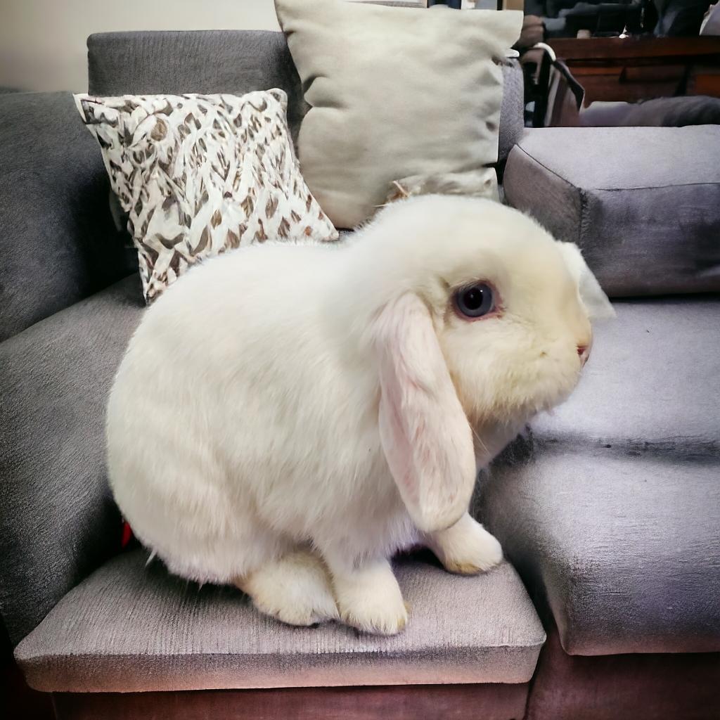 Sapphire (bonded to Sesame), a Adoptable Holland Lop in Murrieta, CA image 3/6