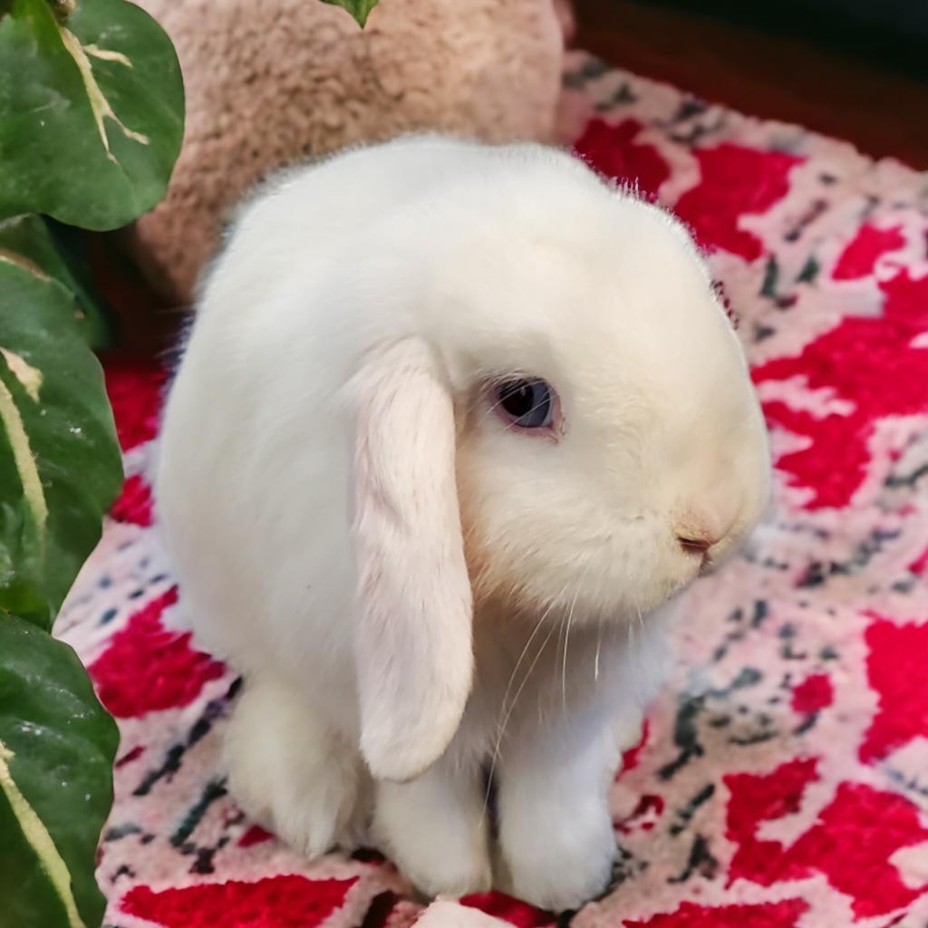 Sapphire (bonded to Sesame), a Adoptable Holland Lop in Murrieta, CA image 5/6