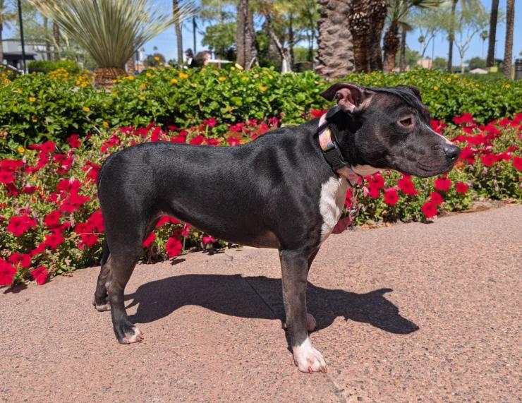 Enlarge Kekoa 4142, an adopted mixed breed in Phoenix, AZ image 2/2
