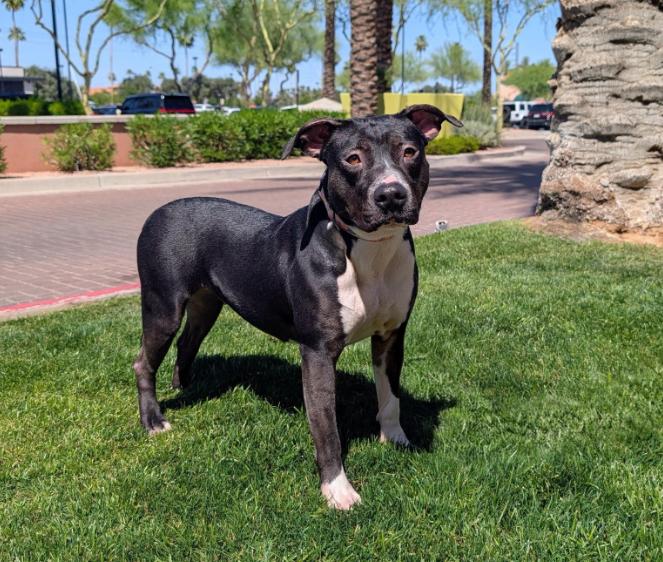 Kekoa 4142, adopted, Adult Female Pit Bull Terrier.
