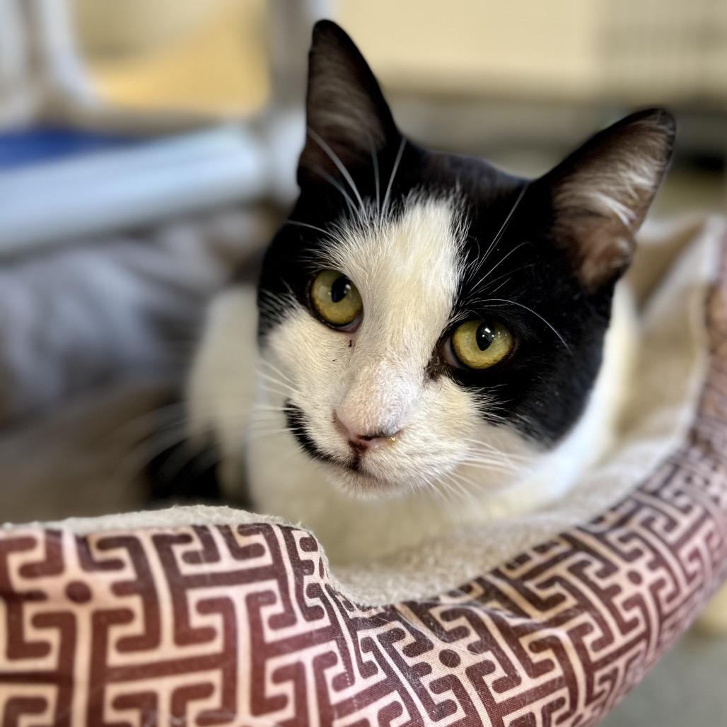 Murphy Lee, a Adoptable Domestic Short Hair in Rocky Mount, VA image 1/6