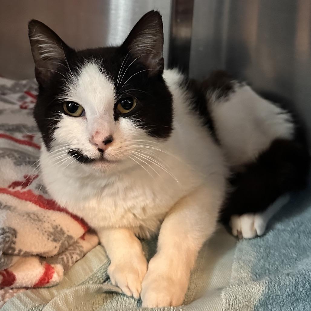 Murphy Lee, a Adoptable Domestic Short Hair in Rocky Mount, VA image 2/6