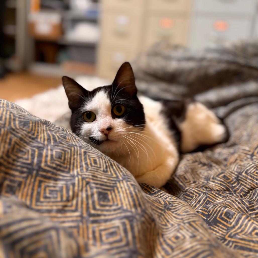 Murphy Lee, a Adoptable Domestic Short Hair in Rocky Mount, VA image 3/6