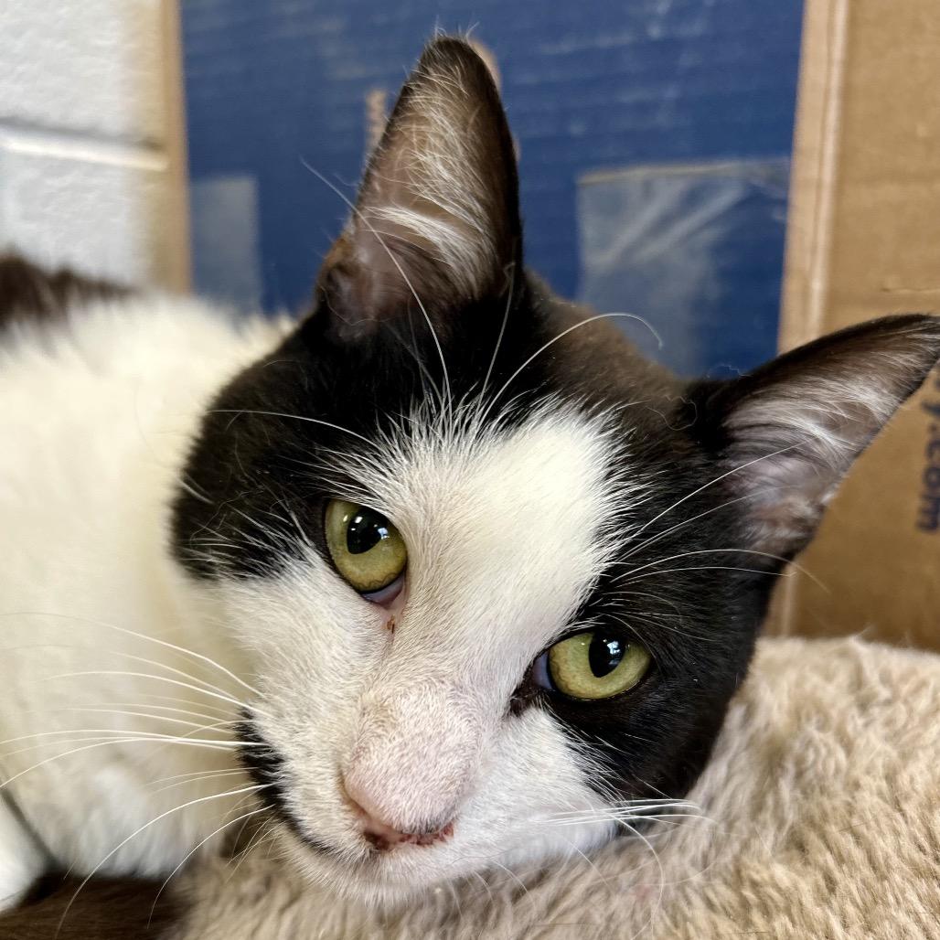 Murphy Lee, a Adoptable Domestic Short Hair in Rocky Mount, VA image 5/6