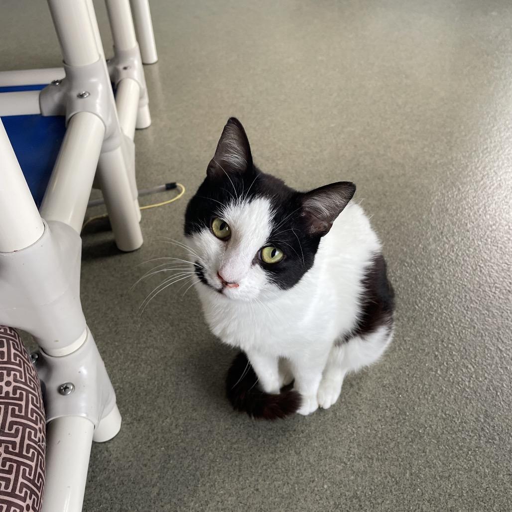 Murphy Lee, a Adoptable Domestic Short Hair in Rocky Mount, VA image 6/6