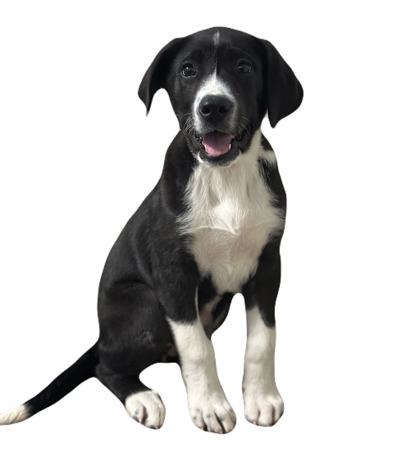 Slough, adopted, Puppy Male Border Collie.