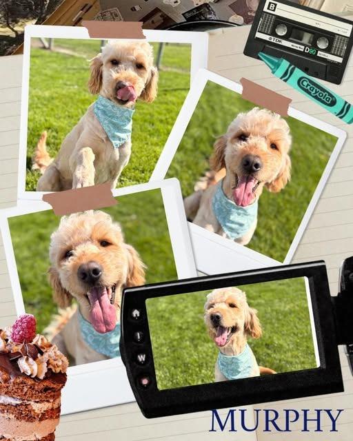 Murphy, Adoptable, Adult Male Golden Retriever & Poodle.