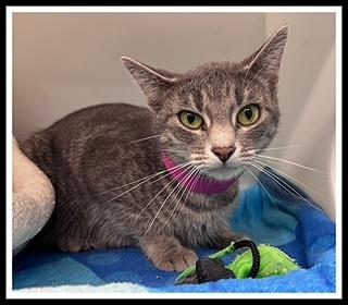 MACARON, Adoptable, Adult Female Domestic Short Hair.