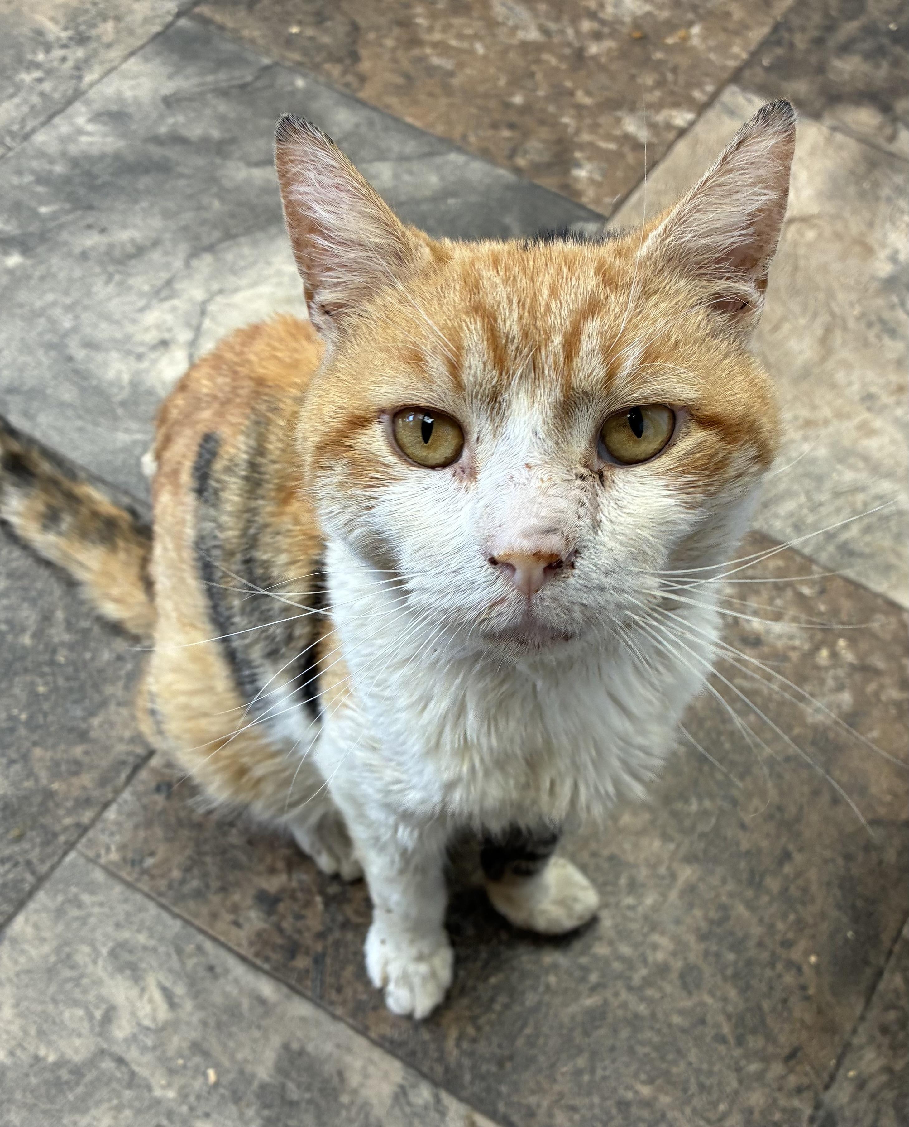 Legend ( FIV+)