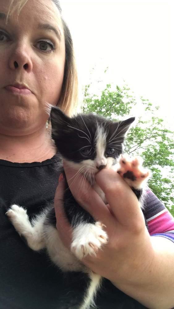 OLIVIA, Adopted, Kitten Female Domestic Short Hair.