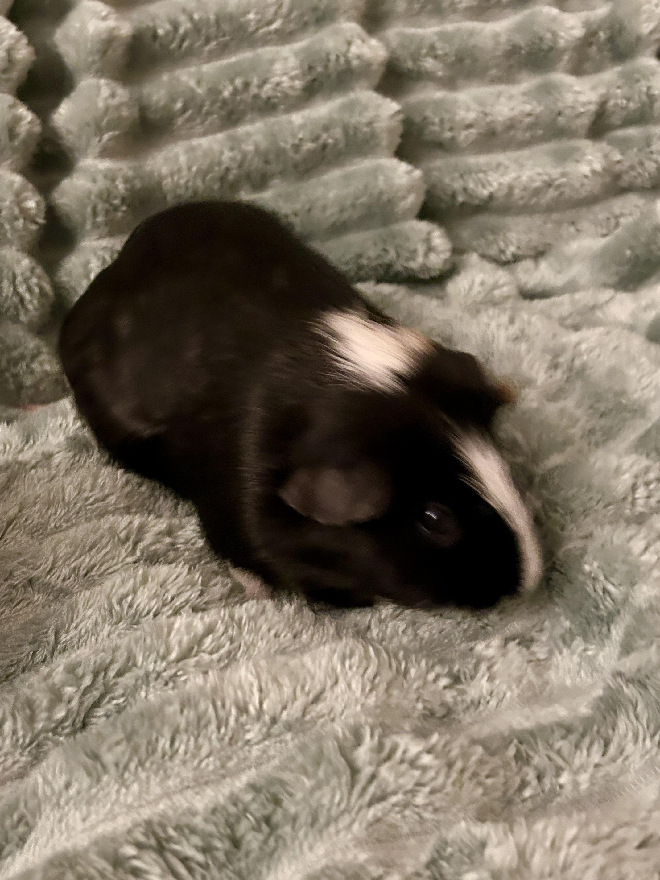 Enlarge Cosette & Eponine, a ADOPTABLE Short-Haired in Andover, CT image 5/6