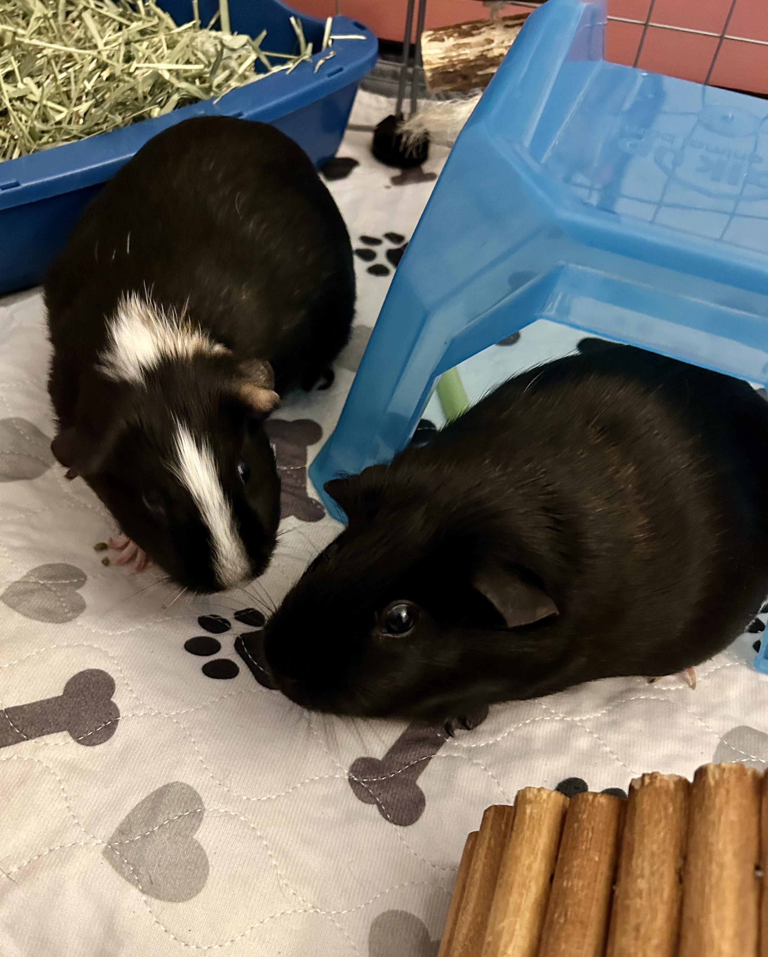 Enlarge Cosette & Eponine, a ADOPTABLE Short-Haired in Andover, CT image 2/6