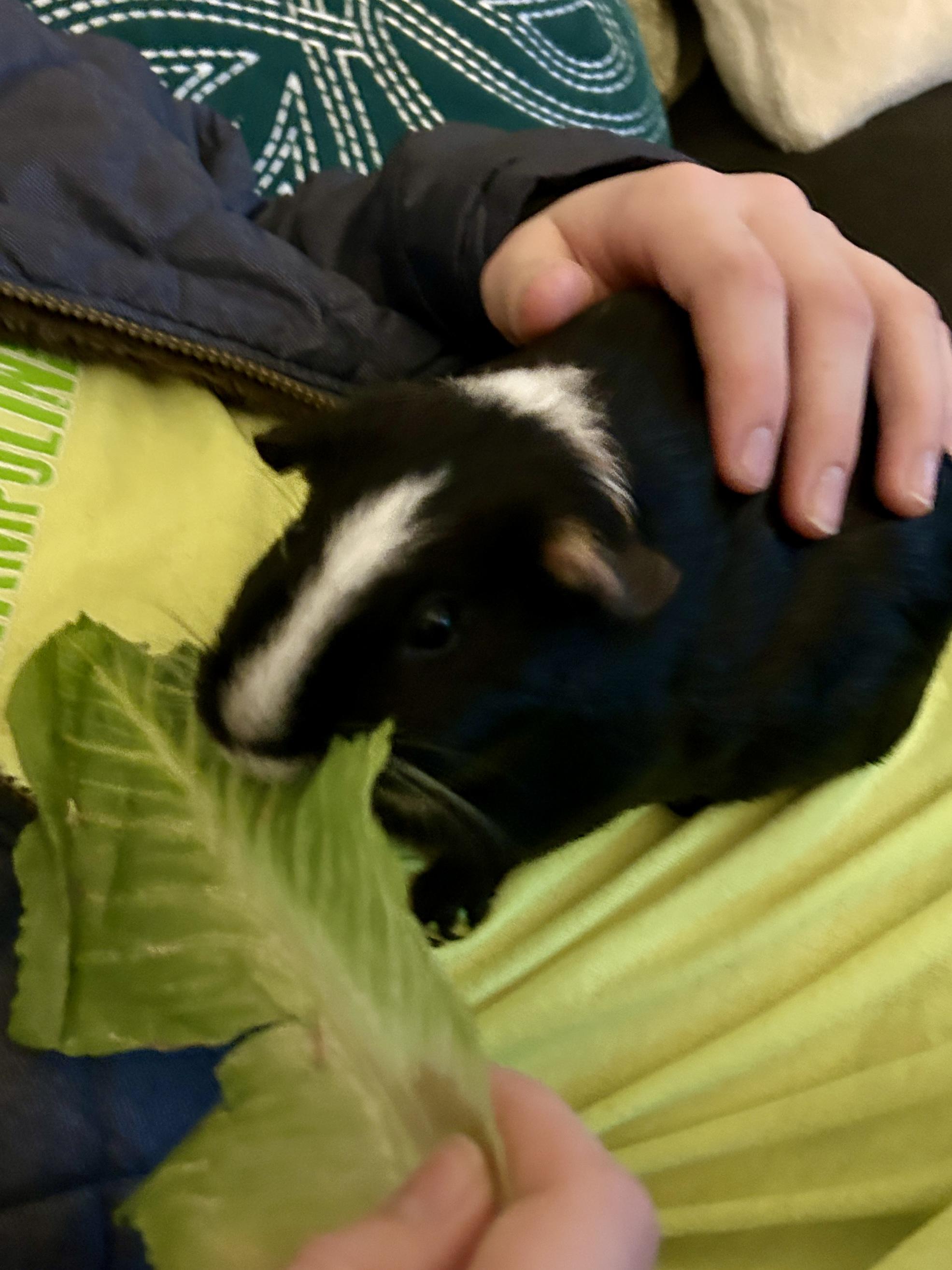 Enlarge Cosette & Eponine, a ADOPTABLE Short-Haired in Andover, CT image 3/6
