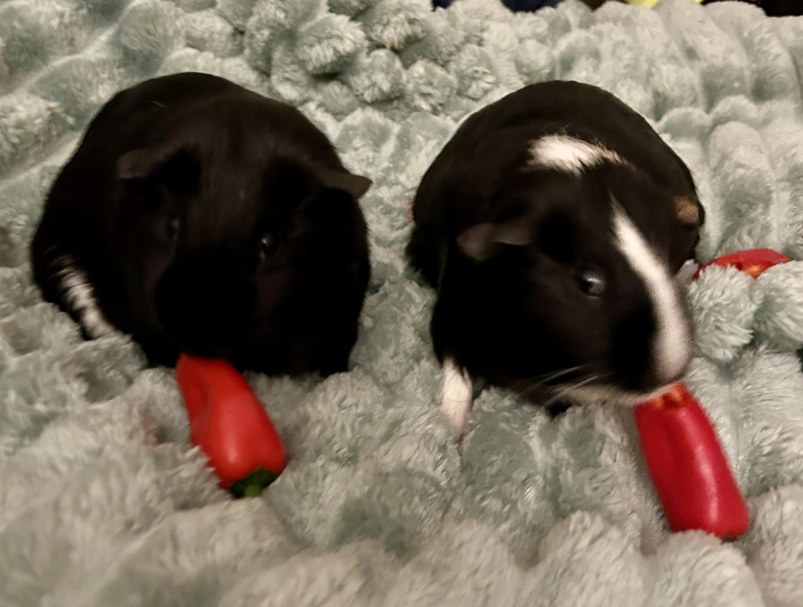 Enlarge Cosette & Eponine, a ADOPTABLE Short-Haired in Andover, CT image 6/6