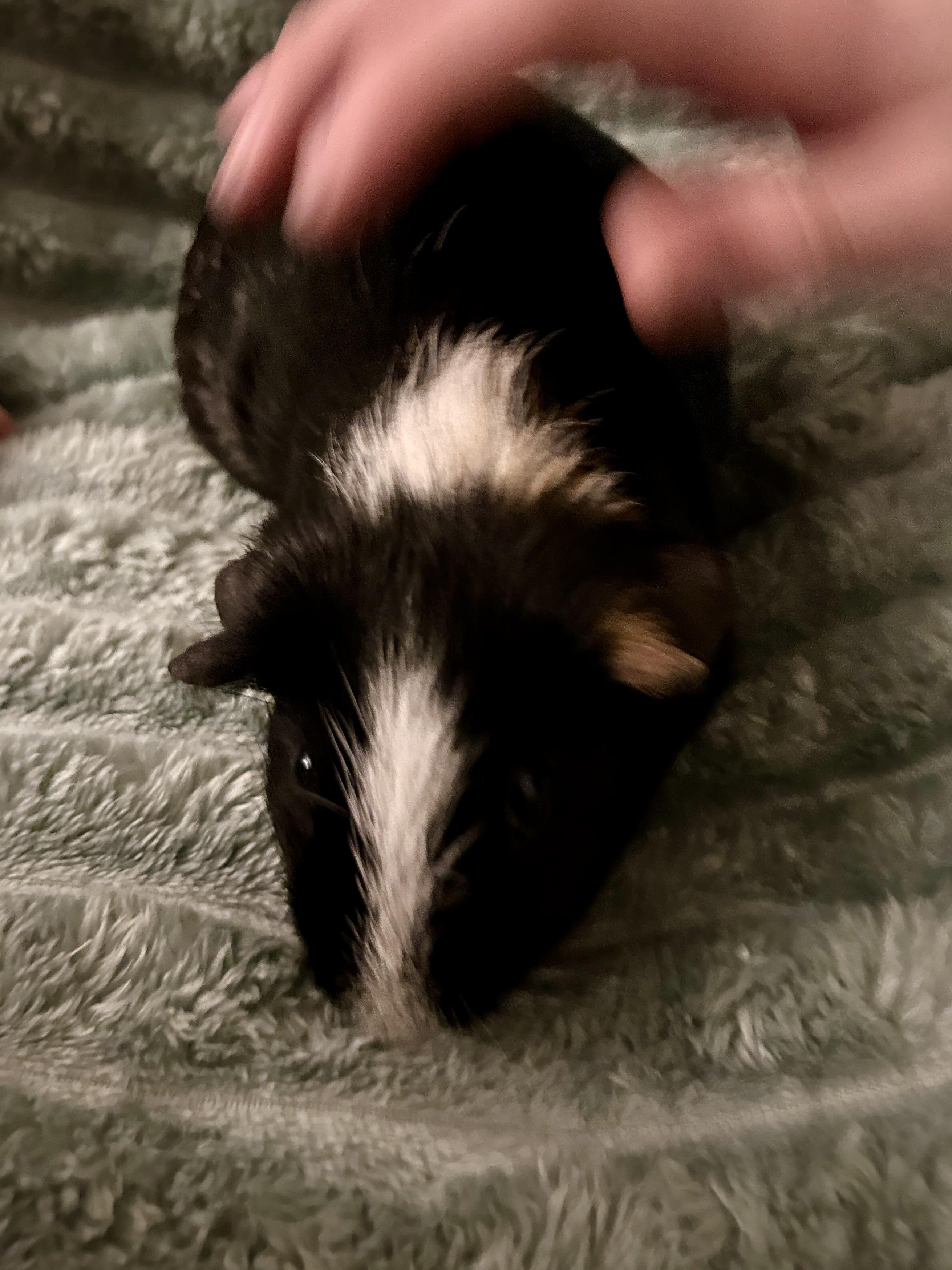 Enlarge Cosette & Eponine, a ADOPTABLE Short-Haired in Andover, CT image 4/6