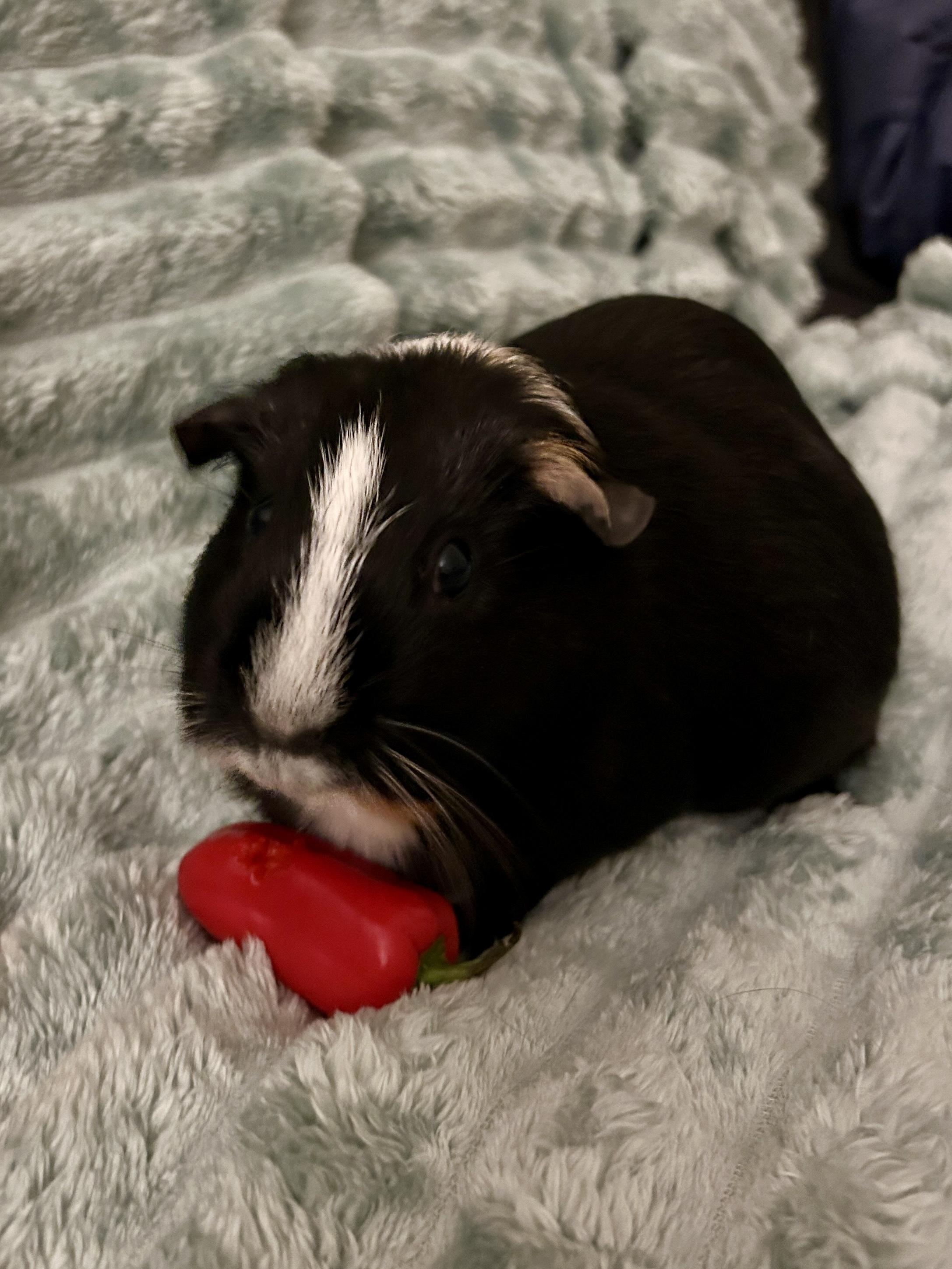 Enlarge Cosette & Eponine, a ADOPTABLE Short-Haired in Andover, CT image 1/6