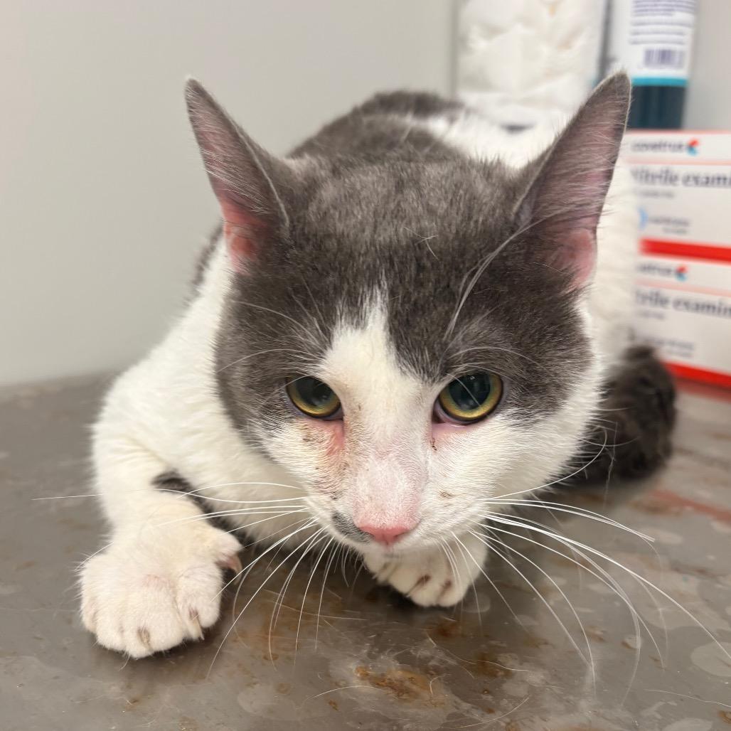 Hunter, Adoptable, Young Male Domestic Short Hair.