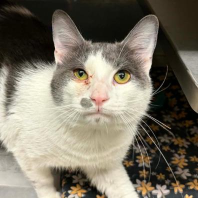 Enlarge Hunter, a Adoptable Domestic Short Hair in Concord, NC image 2/2