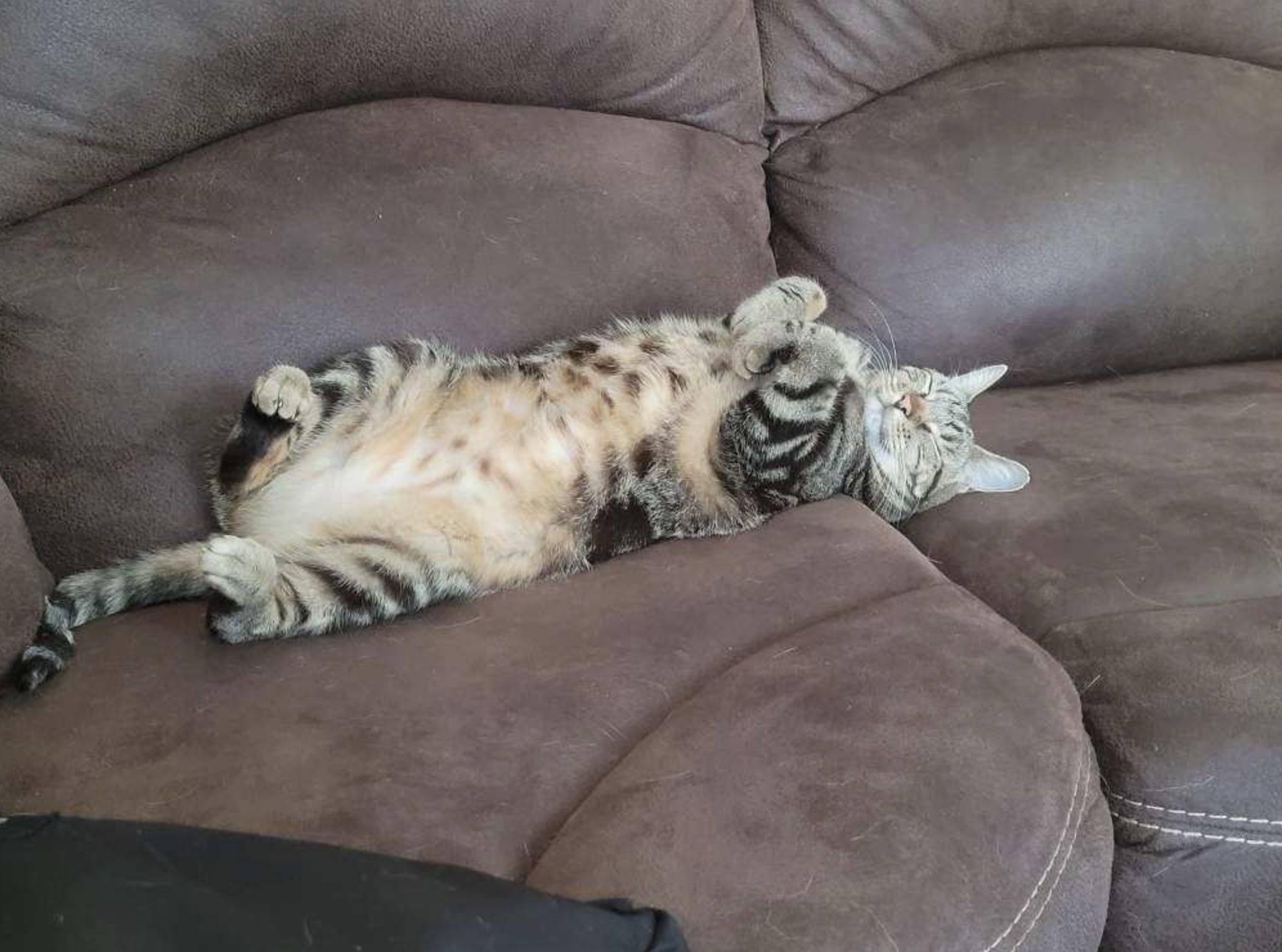 Enlarge Miki, a Adoptable Domestic Short Hair in Webster, TX image 3/4