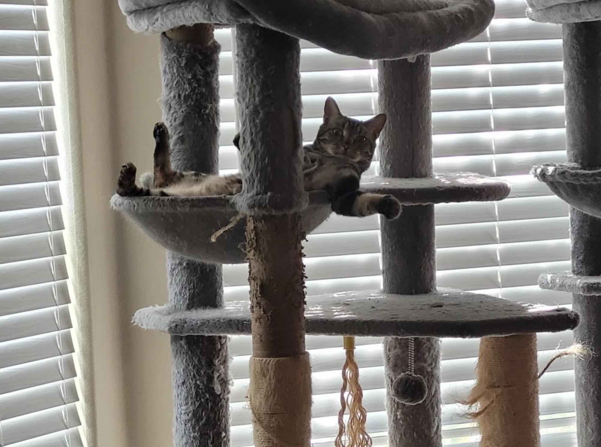 Enlarge Miki, a Adoptable Domestic Short Hair in Webster, TX image 2/4